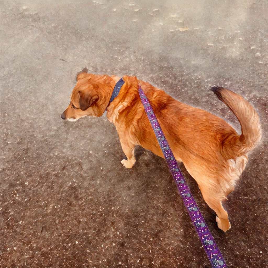 Brown dog on pavement with purple leash.